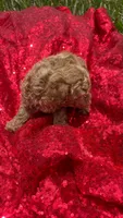 Rachell , a female Poodle - Toy  for sale in Pearland, TX – 6 of 6