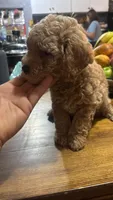 Cooper , a male Maltipoo for sale in Pearland, TX – 7 of 8