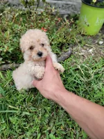 Ruby, a female Maltipoo for sale in Pearland, TX – 5 of 8