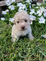Snow, a male Poodle - Toy  for sale in Pearland, TX – 4 of 10