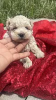Leo, a male Maltipoo for sale in Pearland, TX – 2 of 6