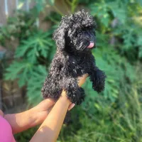 Willy, a male Poodle - Toy  for sale in Pearland, TX – 3 of 3