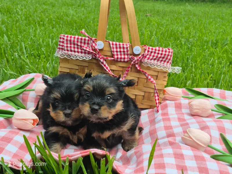 Jackson  – Yorkshire Terrier puppy for sale in Pearland, TX