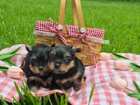 Jackson , a male Yorkshire Terrier for sale in Pearland, TX – 1 of 3