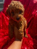 Pedro, a male Poodle - Toy  for sale in Pearland, TX – 4 of 4