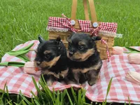 Jackson , a male Yorkshire Terrier for sale in Pearland, TX – 3 of 3