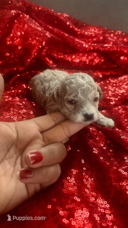 Vicky, a female Poodle - Toy  for sale in Pearland, TX – Photo 1 of 3