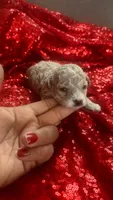 Vicky, a female Poodle - Toy  for sale in Pearland, TX – Photo 1 of 3