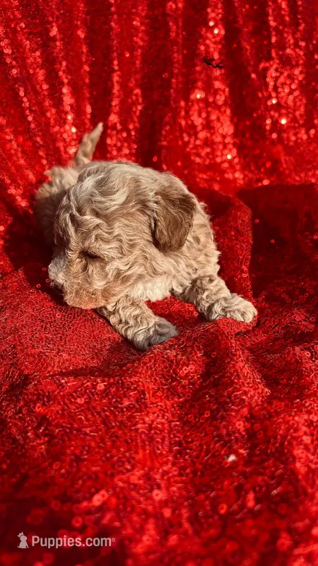 Vicky – Poodle - Toy  puppy for sale in Pearland, TX