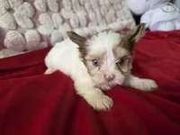 Maple, a male Yorkshire Terrier for sale in Pearland, TX – 9 of 9