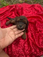 Hershey, a male Maltipoo for sale in Pearland, TX – 5 of 8