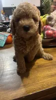 Cooper , a male Maltipoo for sale in Pearland, TX – 3 of 8