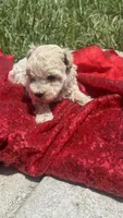 Leo, a male Maltipoo for sale in Pearland, TX – 6 of 6