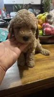 Cooper , a male Maltipoo for sale in Pearland, TX – 2 of 8