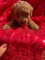 Pedro, a male Poodle - Toy  for sale in Pearland, TX – 2 of 4