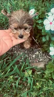Sasha , a female Yorkshire Terrier for sale in Pearland, TX – 6 of 9
