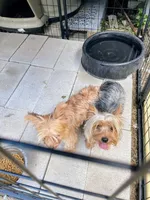 Sasha , a female Yorkshire Terrier for sale in Pearland, TX – 9 of 9
