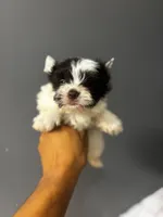 Cookie , a male Yorkshire Terrier for sale in Pearland, TX – 9 of 9