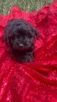 Cooper , a male Shihpoo for sale in Pearland, TX – 6 of 9