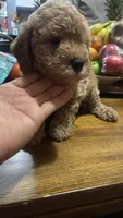 Cooper , a male Maltipoo for sale in Pearland, TX – 5 of 8