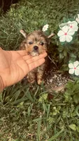 Sasha , a female Yorkshire Terrier for sale in Pearland, TX – 3 of 9