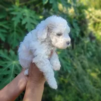 Ruby, a female Poodle - Toy  for sale in Pearland, TX – 4 of 4