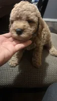 Cooper , a male Maltipoo for sale in Pearland, TX – 4 of 8