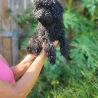 Willy, a male Poodle - Toy  for sale in Pearland, TX – 2 of 3
