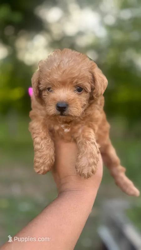 Gaby , a female Maltipoo for sale in Pearland, TX – Photo 1 of 5