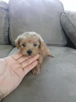 Gaby , a female Maltipoo for sale in Pearland, TX – Photo 5 of 5