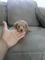 Gaby , a female Maltipoo for sale in Pearland, TX – Photo 4 of 5