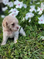 Snow, a male Poodle - Toy  for sale in Pearland, TX – 8 of 10