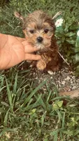Sasha , a female Yorkshire Terrier for sale in Pearland, TX – 5 of 9
