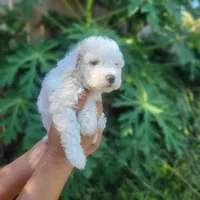 Ruby, a female Poodle - Toy  for sale in Pearland, TX – 3 of 4