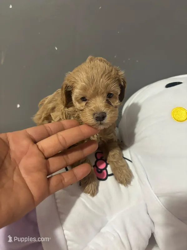 Lilac   – Maltipoo puppy for sale in Pearland, TX