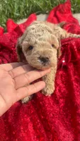Terry , a male Maltipoo for sale in Pearland, TX – 2 of 5