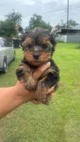 James , a male Yorkshire Terrier for sale in Pearland, TX – 3 of 9