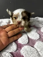 Maple, a male Yorkshire Terrier for sale in Pearland, TX – 5 of 9