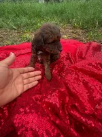 Hershey, a male Maltipoo for sale in Pearland, TX – 7 of 8