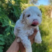 Ruby, a female Poodle - Toy  for sale in Pearland, TX – 2 of 4