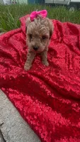 Rachell , a female Poodle - Toy  for sale in Pearland, TX – 3 of 6