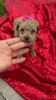 Rachell , a female Poodle - Toy  for sale in Pearland, TX – 2 of 6