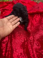 Cookie , a female Maltipoo for sale in Pearland, TX – 2 of 7