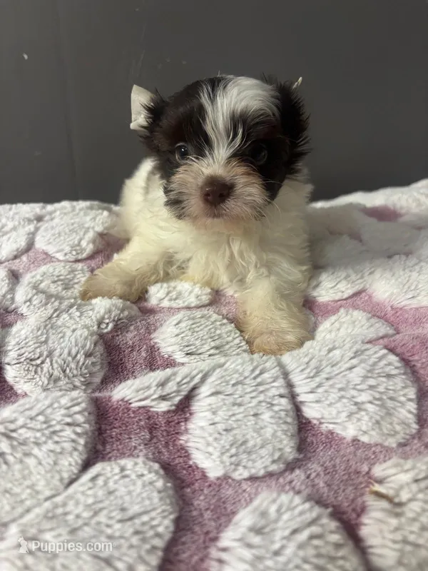 Cookie  – Yorkshire Terrier puppy for sale in Pearland, TX