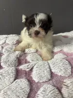 Cookie , a male Yorkshire Terrier for sale in Pearland, TX – 1 of 9