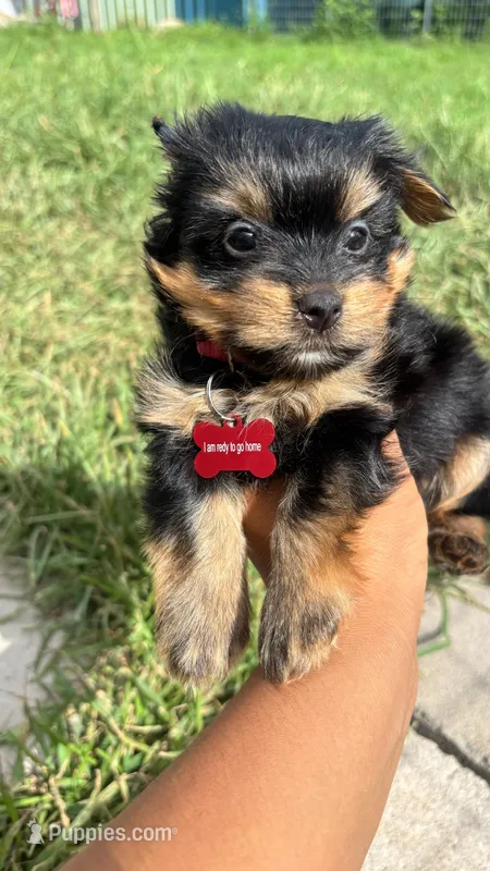 Oliver  – Yorkshire Terrier puppy for sale in Pearland, TX