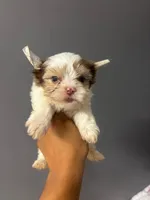 Maple, a male Yorkshire Terrier for sale in Pearland, TX – 8 of 9