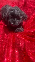 Cooper , a male Shihpoo for sale in Pearland, TX – 3 of 9