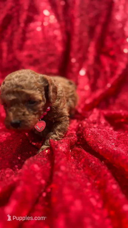 Daisy  – Poodle - Toy  puppy for sale in Pearland, TX