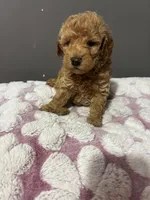 Teddy , a male Maltipoo for sale in Pearland, TX – 2 of 3